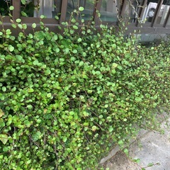 ワイヤープランツの画像