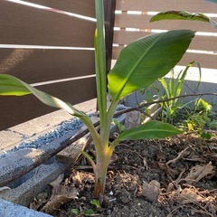 バナナ苗
