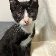 半盲目のハチワレ子猫