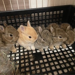 うさぎベビー