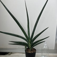 サンスベリア　観葉植物