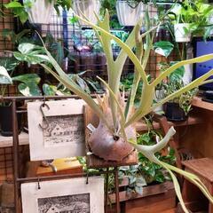 観葉植物　ビカクシダ　ベイチー　ビーチー　コウモリラン