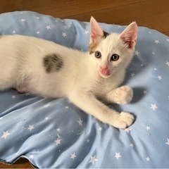 みぎ君、だり君里親様募集🩷💛