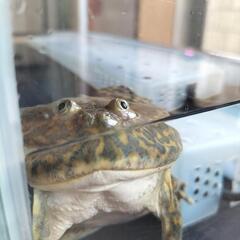 バジェットガエル　マルメタピオカガエル　水槽　ヒーター　セット