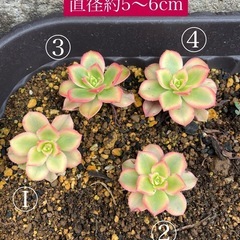 アエオニウム 多肉植物②抜き苗