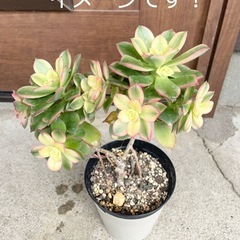 アエオニウム 多肉植物②抜き苗の画像