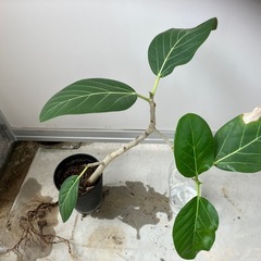 フィカス　ベンガレンシス　観葉植物の画像