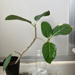 フィカス　ベンガレンシス　観葉植物