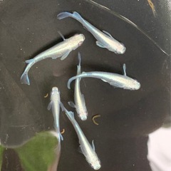 サンセット極龍 ６匹の画像
