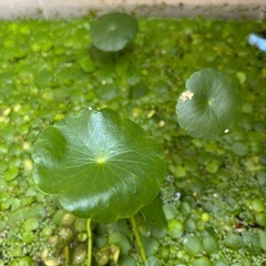 水草の画像