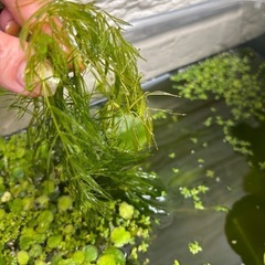 水草の画像