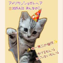 ✨😽唯一無二の個性🍀アメショー💖後ろ片脚形成不全🐈‍⬛歩けるよ❣️