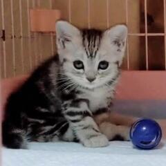 里親様決定 ｱﾘｶﾞﾄｳｺﾞｻﾞｲﾏｼﾀ!!😽唯一無二の個性🍀アメショー💖後ろ片脚形成不全🐈‍⬛歩けるよ❣️ - 猫