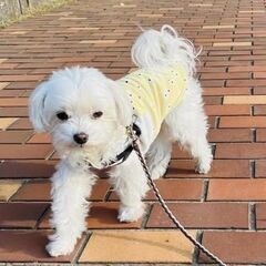 【便利屋】飼い犬(猫)探し🐕・旅行中の植物やペットのお世話…