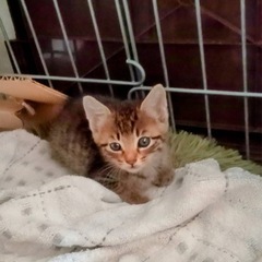 子猫里親探し
