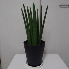 観葉植物　サンスベリア