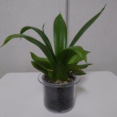 観葉植物　サンスベリア　水耕栽培