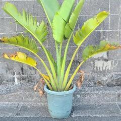 タビビトノキ