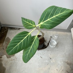 フィカス　ベンガレンシス　観葉植物の画像