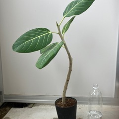 フィカス　ベンガレンシス　観葉植物