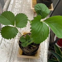 🍓苺のなえ🍓3つあります🍓