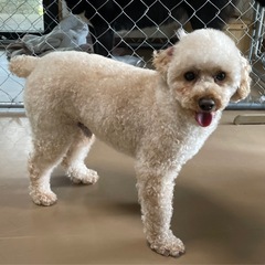 人も犬も猫にも優しい男の子　トイプーのバットくん