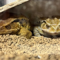 巨大アズマヒキガエル保留中