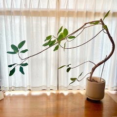 大型　観葉植物フィカス ベンガレンシス