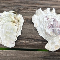 カキ殻　２個セット