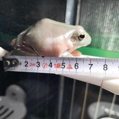 イエアメガエル　2匹　ケージ　パネルヒーター　等　セットの画像