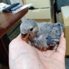 コザクラインコバイオレット