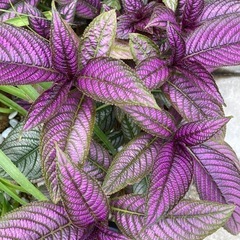 ウラムラサキ　カラーリーフ　植物の画像
