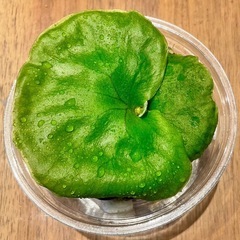 《板付可能サイズ》P.ridleyi wild_リドレイ ワイル...