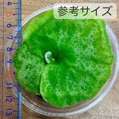 《板付可能サイズ》P.ridleyi wild_リドレイ ワイルド◆コウモリランの画像