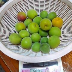 南高梅〈無農薬〉（500g300円）⑦