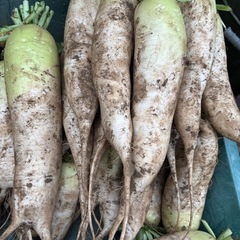 野菜
【３本セット 】家庭菜園　大根　ダイコン　無農薬