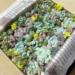 多肉植物　チビ苗詰合せ 寄せ植えセット12-1