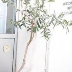 お取引中【おまけ付き】オリーブの木 ガーデニング 園芸 植木 観葉植物
