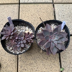 多肉植物　レスビ