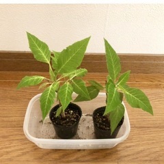 ポリンセチア　２つ　観葉植物