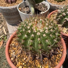 多肉植物の友達が欲しいです