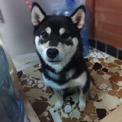 柴犬、2歳