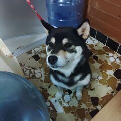 柴犬、2歳 - 浦添市