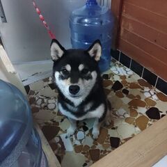 柴犬、2歳 - 犬