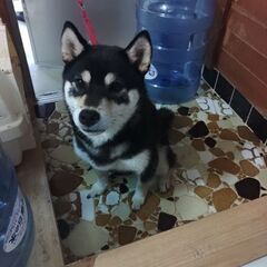 柴犬、2歳 − 沖縄県