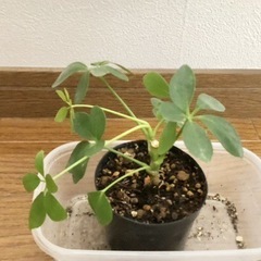 カポック　シェフレラ　観葉植物
