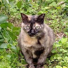 サクラカットのサビ猫ちゃん