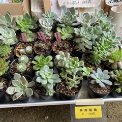 ふなおミニファーマーズ　無人販売所　6/13