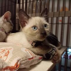 激しめの甘えっ子美人猫さん✨シャム猫風2カ月女の子　ティアちゃん
