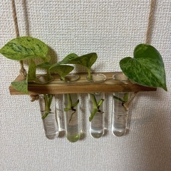 おまけ　ポトス　マーブルクイーン　カット苗